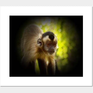 Tufted capuchin Posters and Art